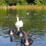 Family of Swans at Swanbourne Lake 2012