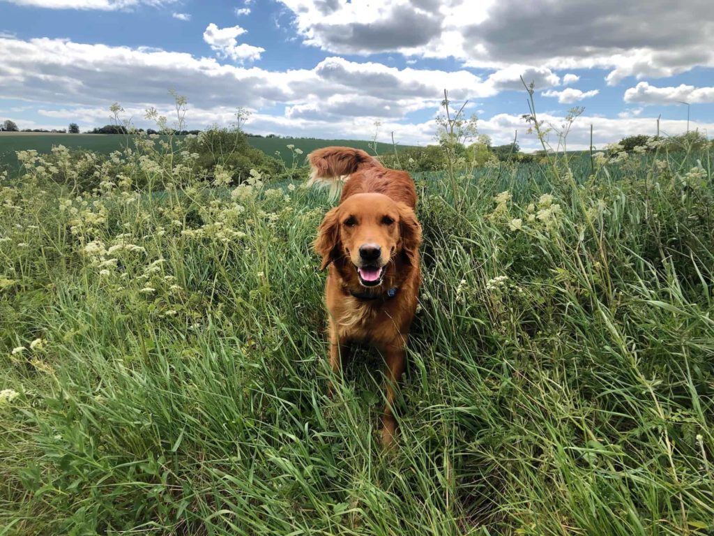 dog in long grass on a countryside walk