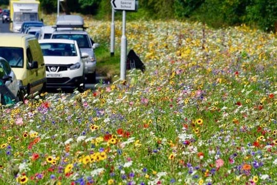 Wild flowers by the road side