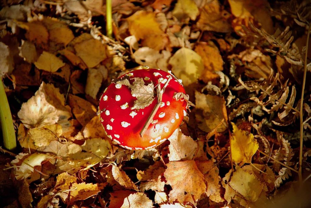 red mushroom on autumnal leaves forest floor