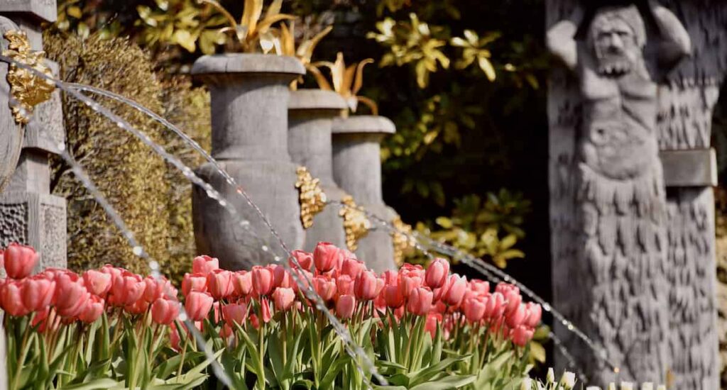 tulips and water fountains with lion heads