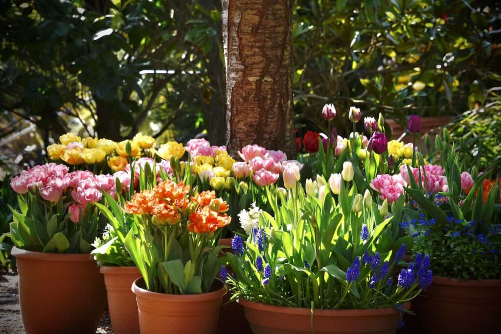 potted tulips