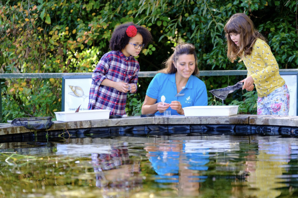 wetlands pond dipping